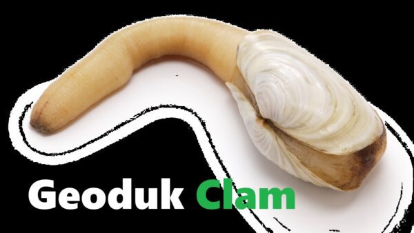 Discover the Wonders of the Geoduck Penis Clam Recipe