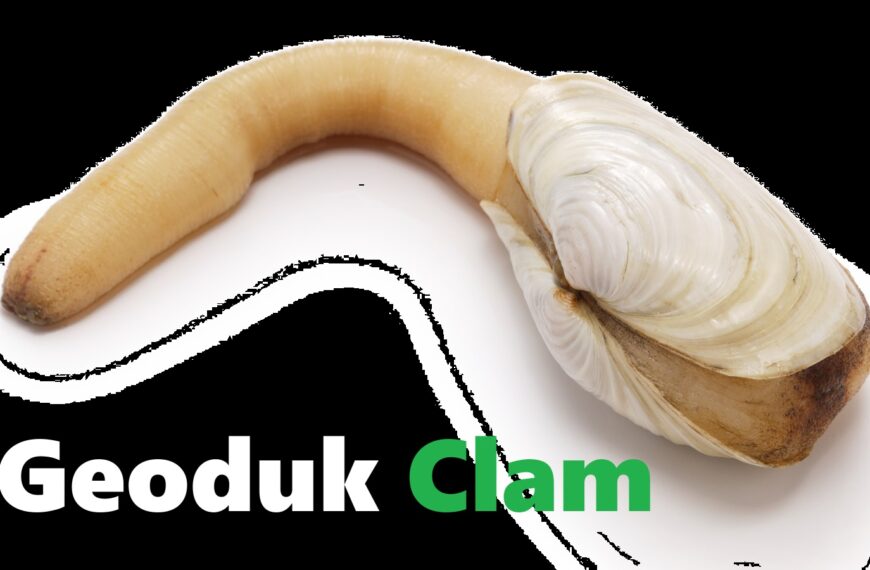 Geoduk Clam AI